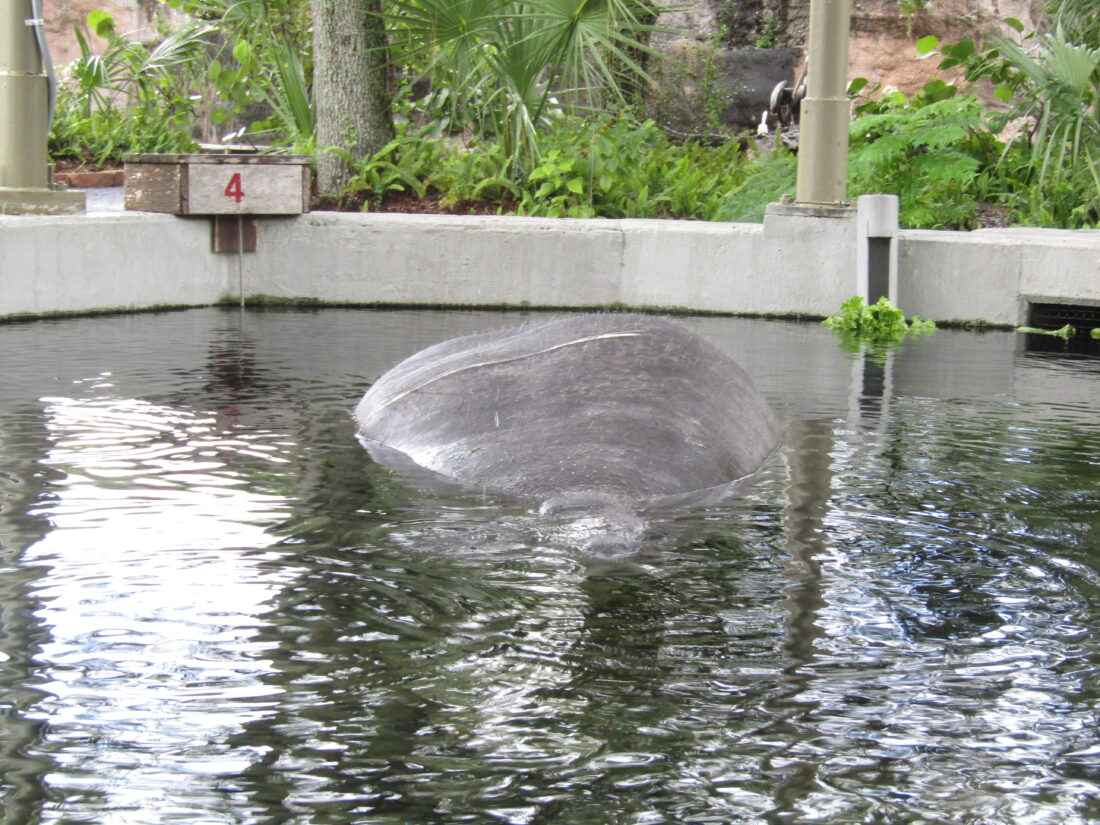 FWC asks boaters to stay alert for moving manatees - FORT MYERS - Beach